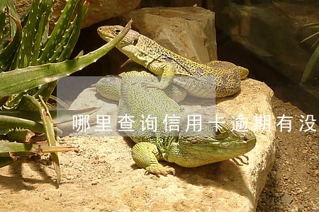 哪里查询信用卡逾期有没有被起诉 哪里查询信用卡逾期有没有被起诉
