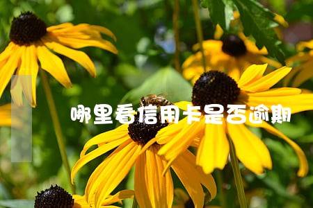 哪里看信用卡是否逾期 哪里看信用卡是否逾期
