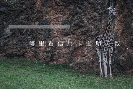 哪里看信用卡逾期天数 哪里看信用卡逾期天数