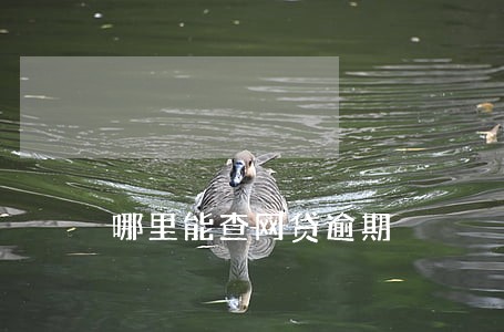 哪里能查网贷逾期 哪里能查网贷逾期