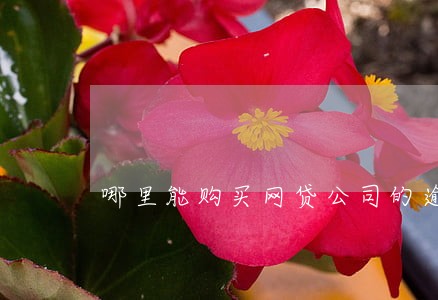 哪里能购买网贷公司的逾期账单 哪里能购买网贷公司的逾期账单