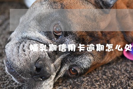 哺乳期信用卡逾期怎么处罚
