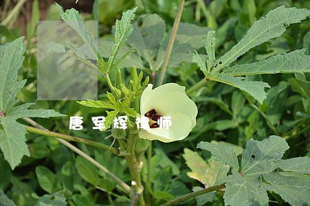 唐军辉律师
