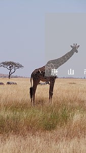 唐山市司法局律师管理系统