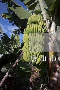 唐山市房地产代理律师 唐山市房地产代理律师