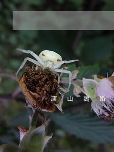 唐山离婚律师哪个好 唐山离婚律师哪个好