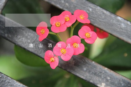 唐山酒驾违法