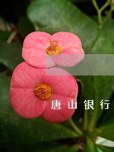 唐山银行信用卡逾期名单 唐山银行信用卡逾期名单
