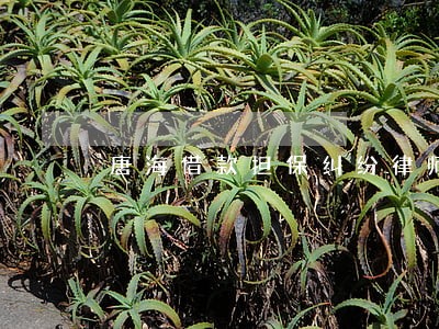 唐海借款担保纠纷律师 唐海借款担保纠纷律师