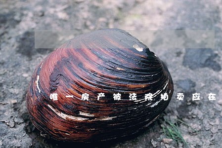 唯一房产被法院拍卖应在何时安置 唯一房产被法院拍卖应在何时安置