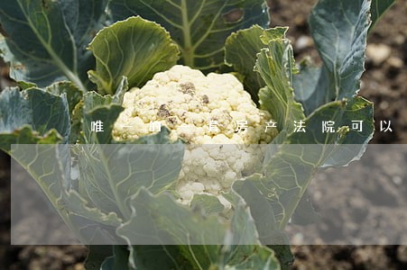 唯一的一套房产法院可以拍卖吗