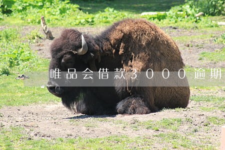 唯品会借款3000逾期 唯品会借款3000逾期
