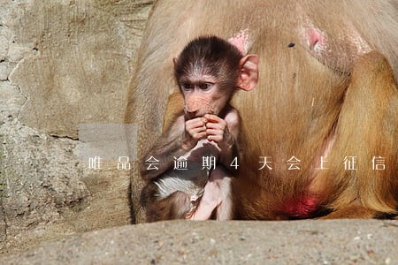 唯品会逾期4天会上征信吗
