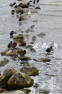 唯品会逾期一个月6 唯品会逾期一个月6