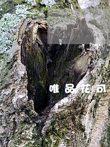 唯品花可以协商只还本金吗 唯品花可以协商只还本金吗