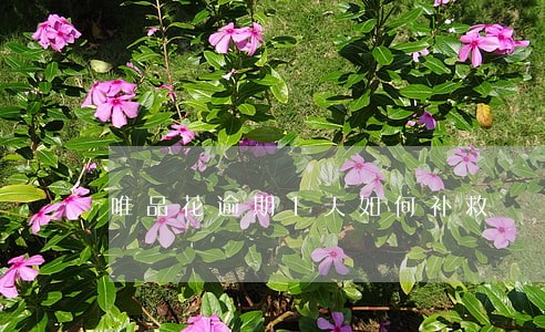 唯品花逾期1天如何补救 唯品花逾期1天如何补救