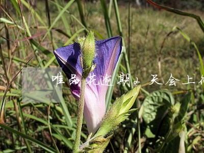唯品花逾期2天会上征信吗