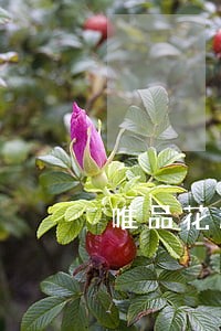 唯品花逾期8天就爆通讯录 唯品花逾期8天就爆通讯录