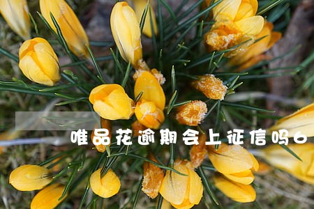 唯品花逾期会上征信吗6 唯品花逾期会上征信吗6