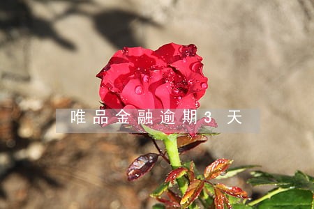 唯品金融逾期3天 唯品金融逾期3天