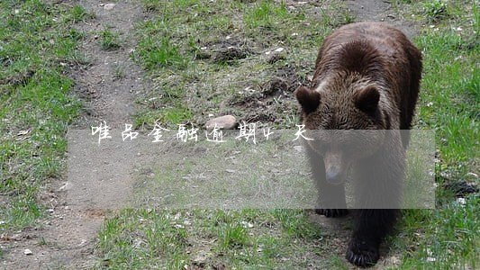 唯品金融逾期4天 唯品金融逾期4天