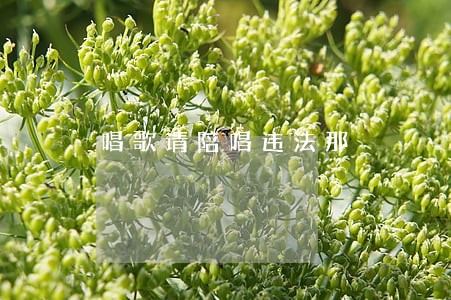 唱歌请陪唱违法那 唱歌请陪唱违法那