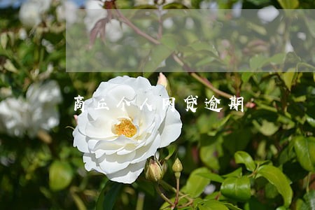 商丘个人网贷逾期 商丘个人网贷逾期
