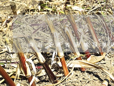 商丘交通违法举报电话 商丘交通违法举报电话