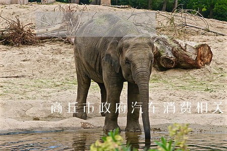 商丘市政府汽车消费相关法规
