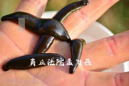 商丘法院孟飞燕