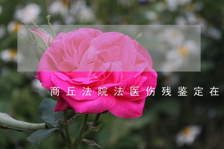 商丘法院法医伤残鉴定在电厂哪 商丘法院法医伤残鉴定在电厂哪