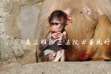 商丘睢阳区法院田蕾执行局