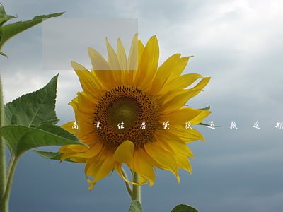 商业住房贷款还款逾期一天