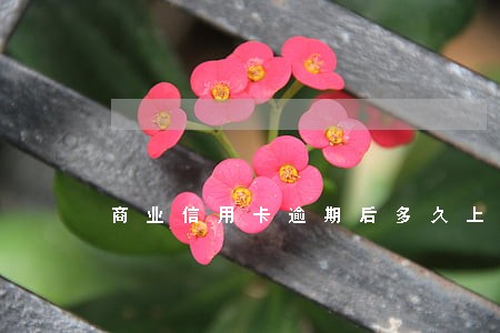 商业信用卡逾期后多久上征信 商业信用卡逾期后多久上征信