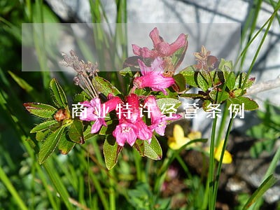 商业特许经营条例 商业特许经营条例
