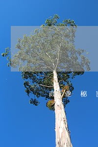 商业秘密的刑法意义 商业秘密的刑法意义