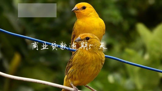 商业贷款逾期5天 商业贷款逾期5天