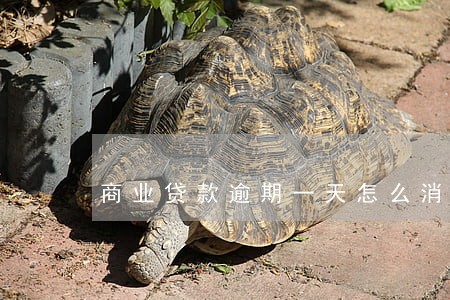 商业贷款逾期一天怎么消除 商业贷款逾期一天怎么消除