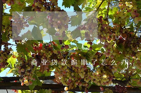 商业贷款逾期了怎么办