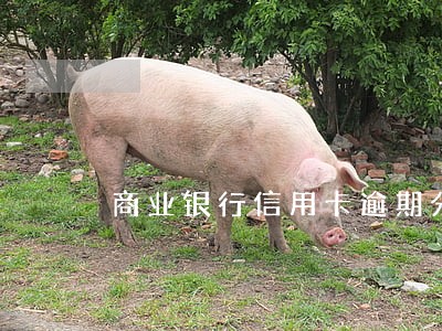 商业银行信用卡逾期分期五年