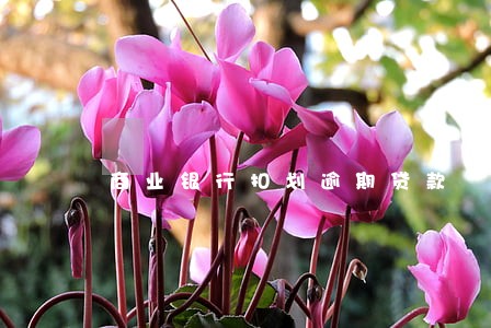 商业银行扣划逾期贷款