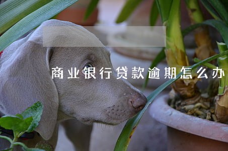 商业银行贷款逾期怎么办 商业银行贷款逾期怎么办