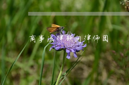 商事法律顾问律师团 商事法律顾问律师团