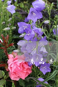 商品房买卖合同纠纷律师费用 商品房买卖合同纠纷律师费用