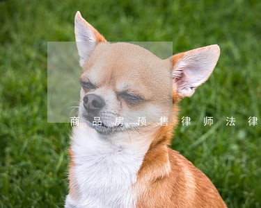 商品房预售律师法律咨询 商品房预售律师法律咨询