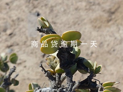 商品贷逾期一天 商品贷逾期一天