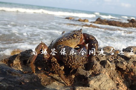 商场签保底合同是否违法 商场签保底合同是否违法