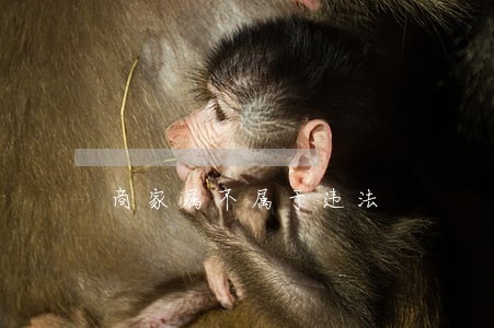 商家属不属于违法 商家属不属于违法