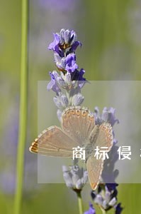 商标侵权纠纷诉讼要点 商标侵权纠纷诉讼要点