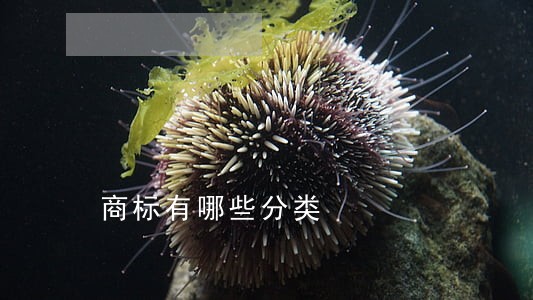商标有哪些分类 商标有哪些分类